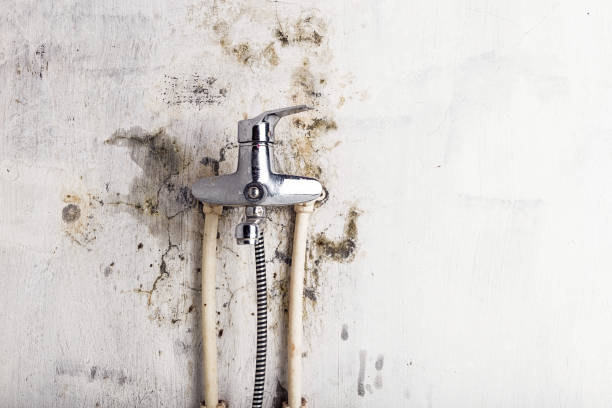 Best Best Mold Removal Companies  in Mckinley, PA