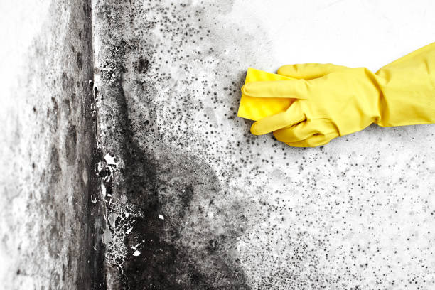 Best Emergency Mold Removal  in Mckinley, PA