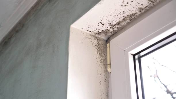 Best Local Mold Removal Service  in Mckinley, PA