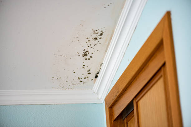 Best Home Mold Removal  in Mckinley, PA