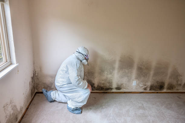 Best Black Mold Removal  in Mckinley, PA