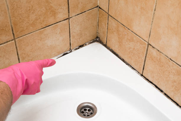 Best Mold Removal Near Me  in Mckinley, PA
